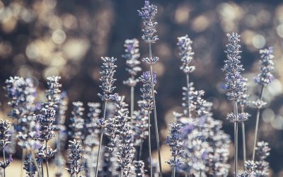 garden reno : update 8