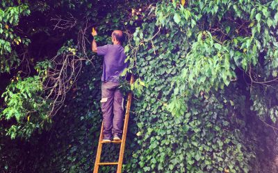 garden reno : update 10