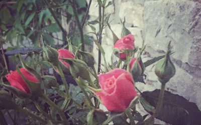 garden reno : update 11