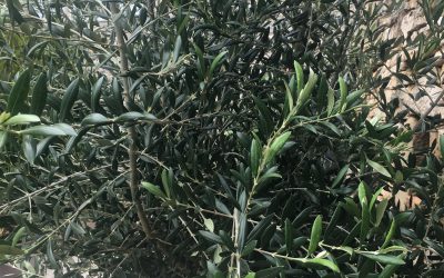 secret garden reno : update 3