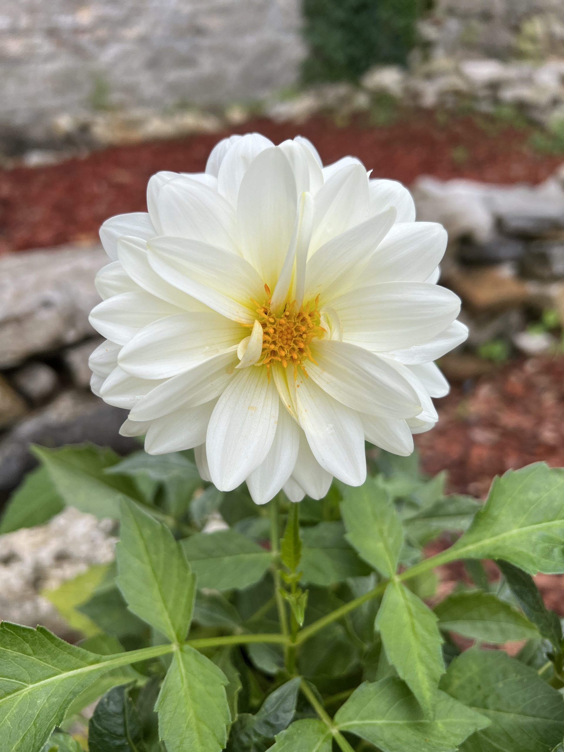 White dahlia flower.