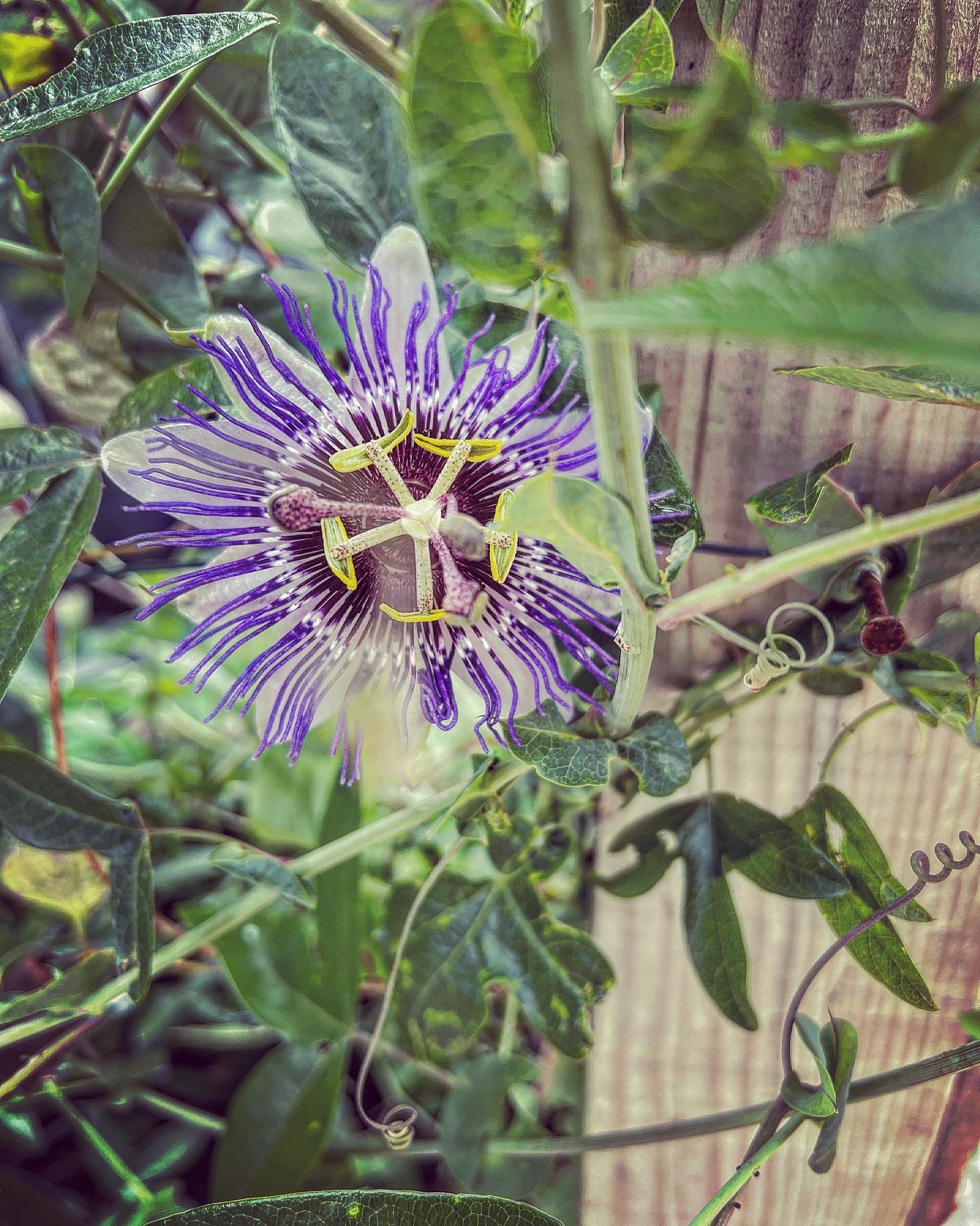 Blooming passionflowers.