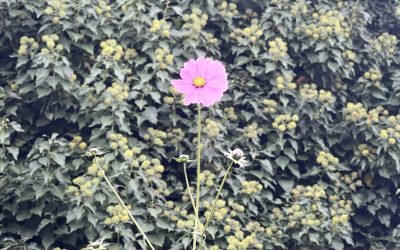 autumn in the garden : istria