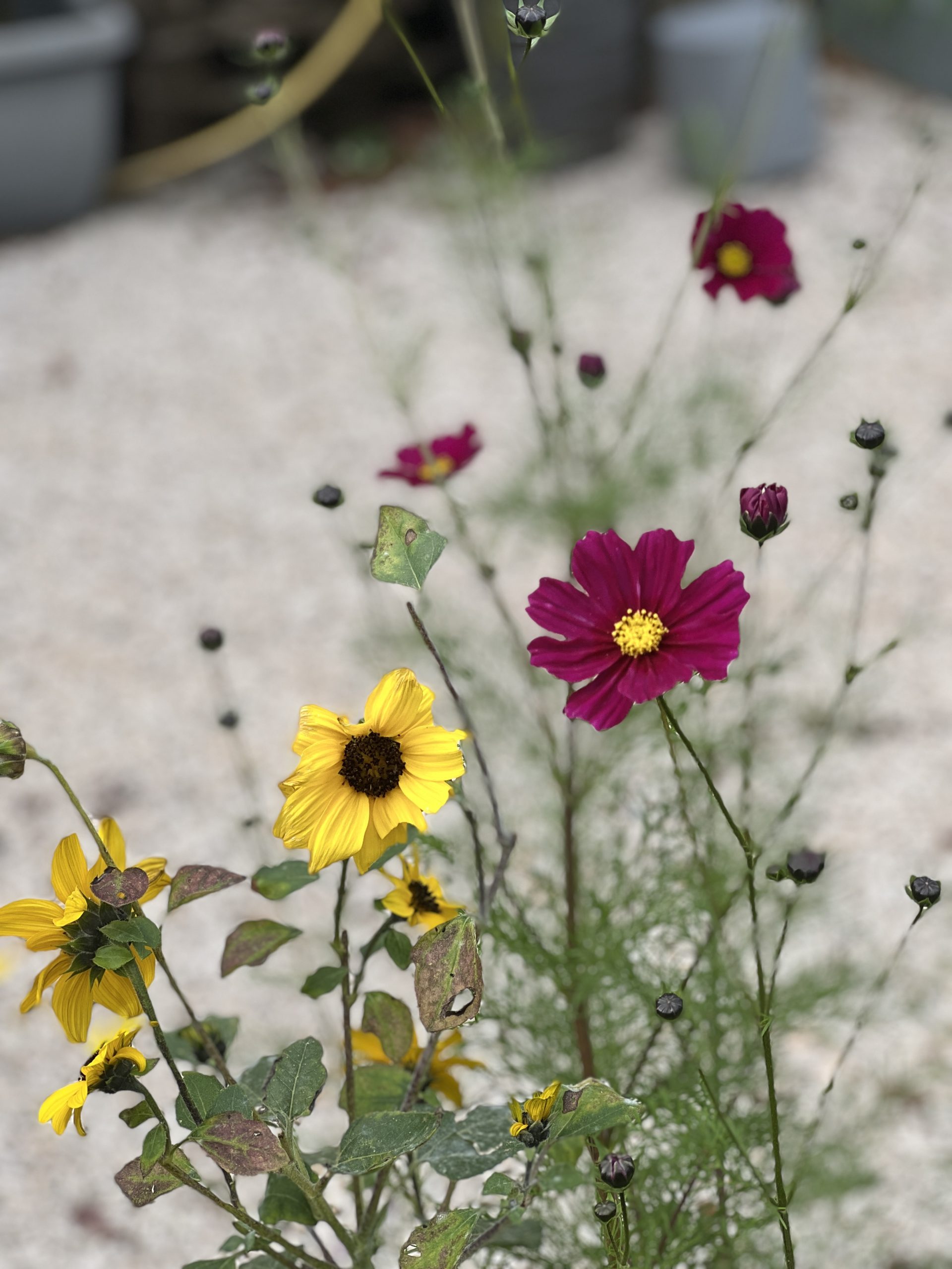 Colourful cosmos flowers.