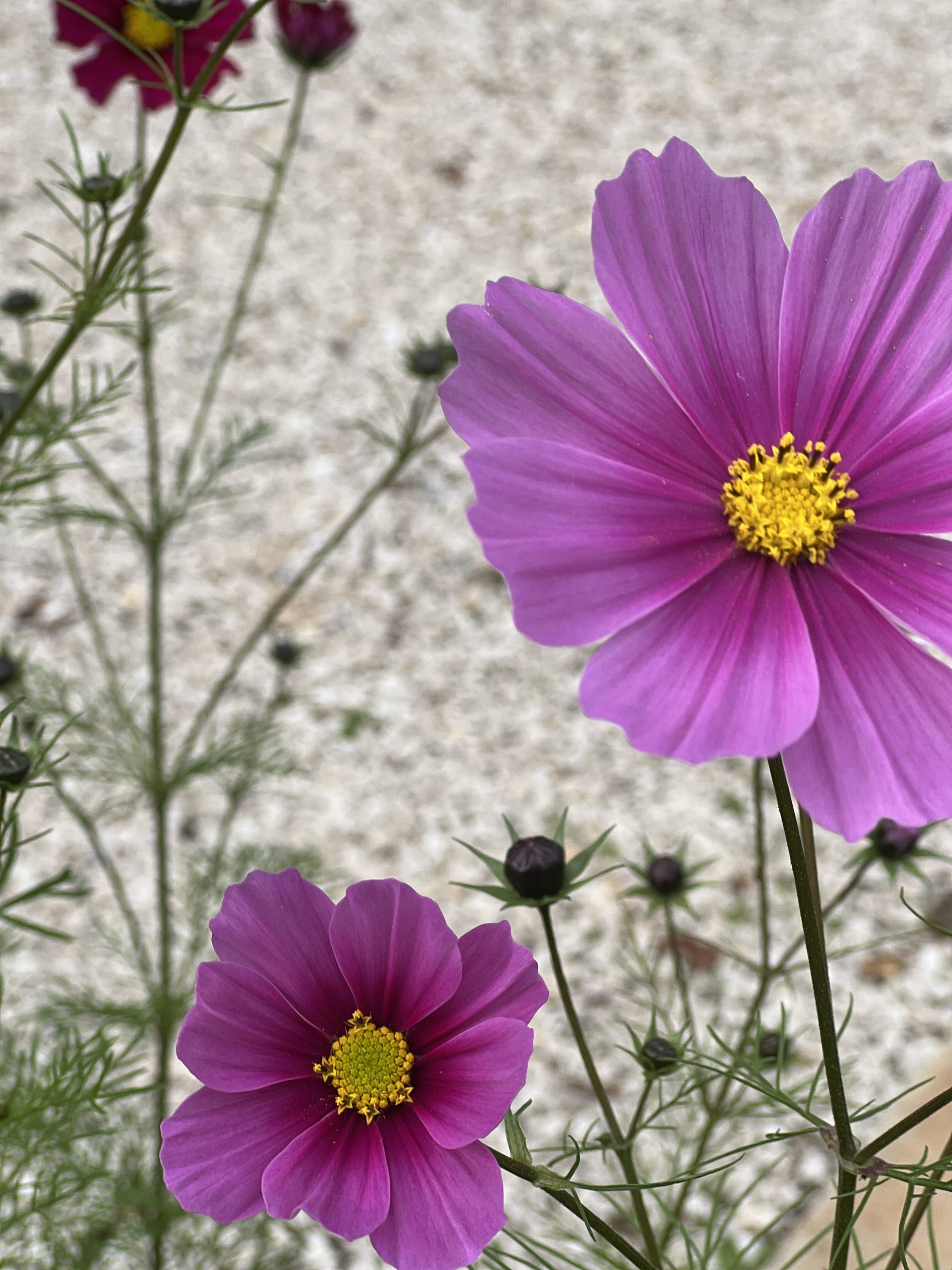 Pink cosmos.