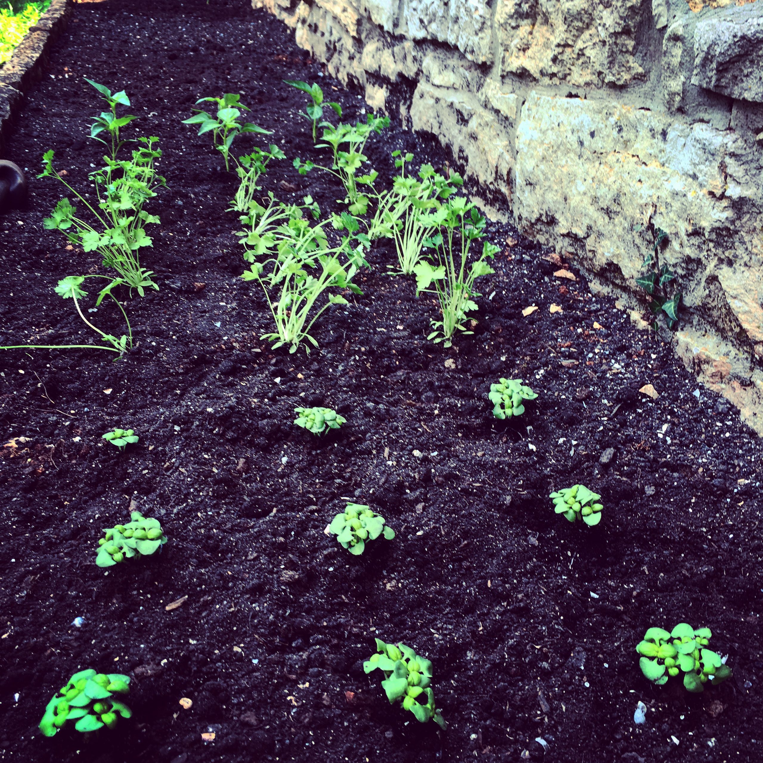 Salad leaves planted up for summer...
