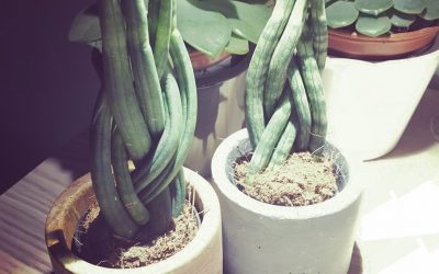 getting green fingers…