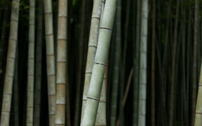 starting to renovate the outside space