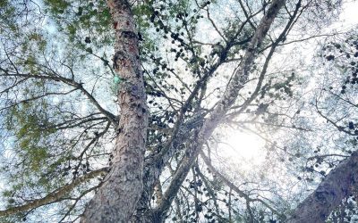 strunjan : slovenian riviera