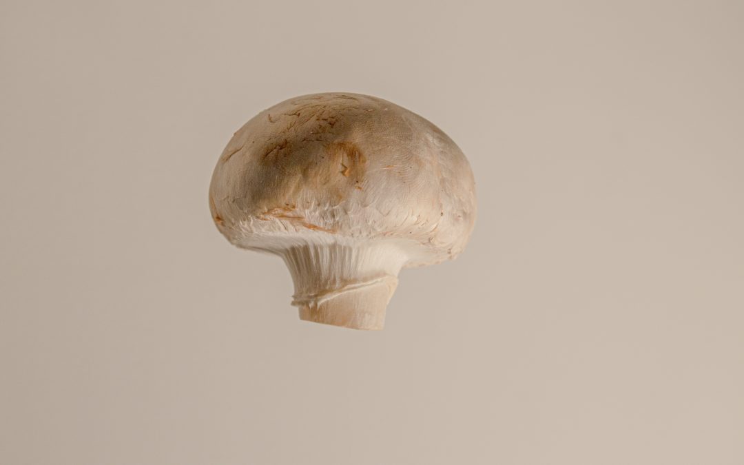 creamy mushroom stroganoff