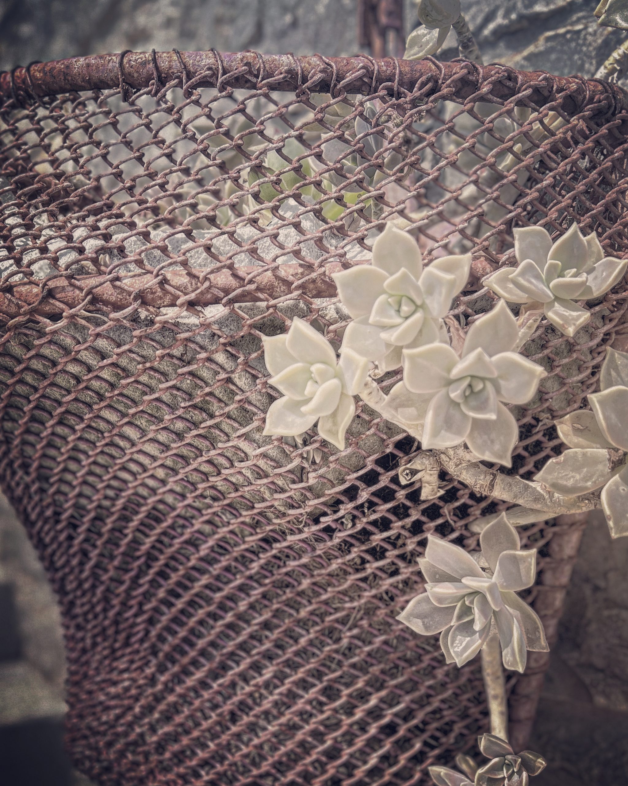 A tiny splash of colour - silvery grey - with the succulents, which are now tumbling out of this beautiful vintage, wrought iron basket.