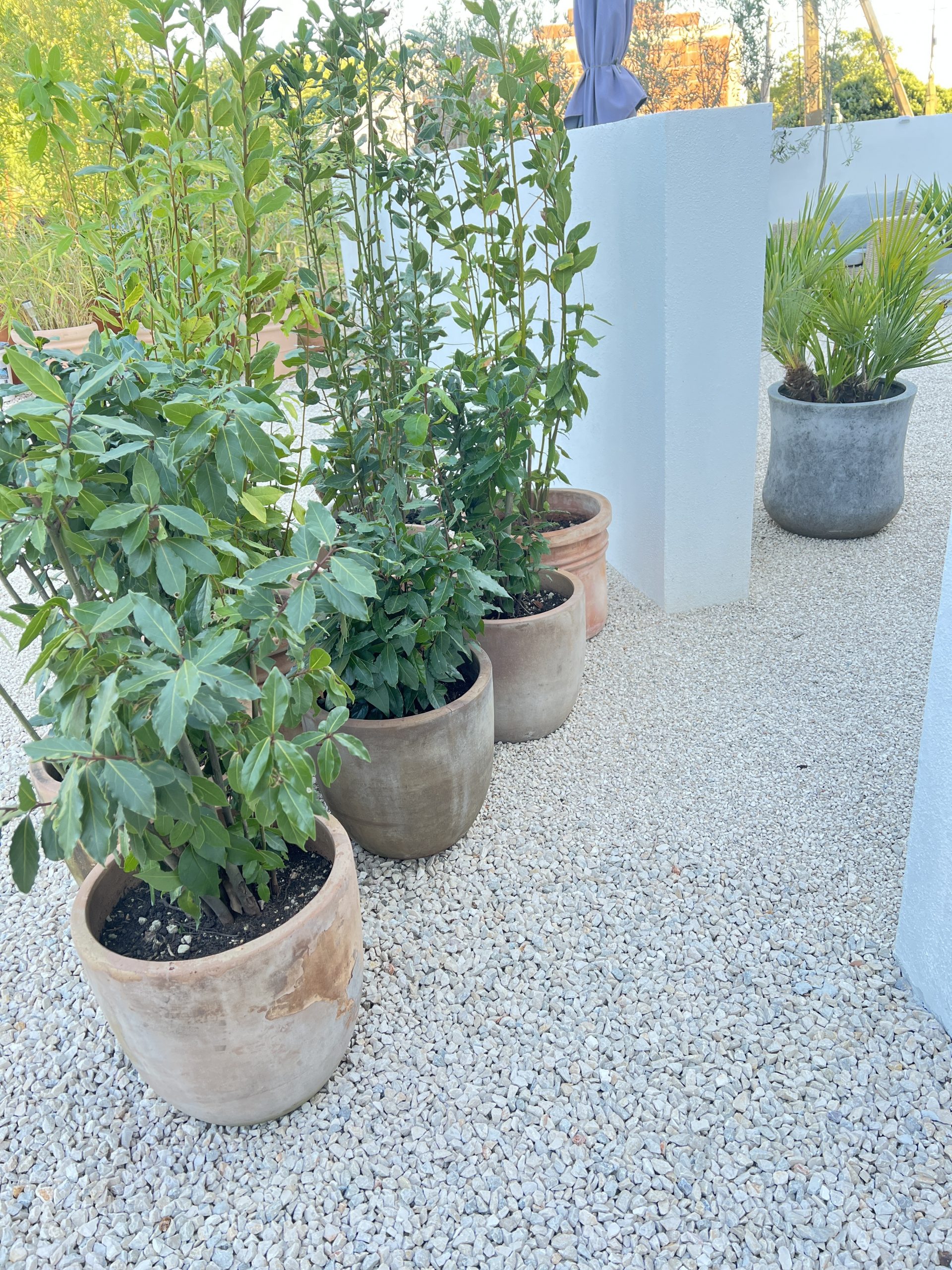 Potted bay trees