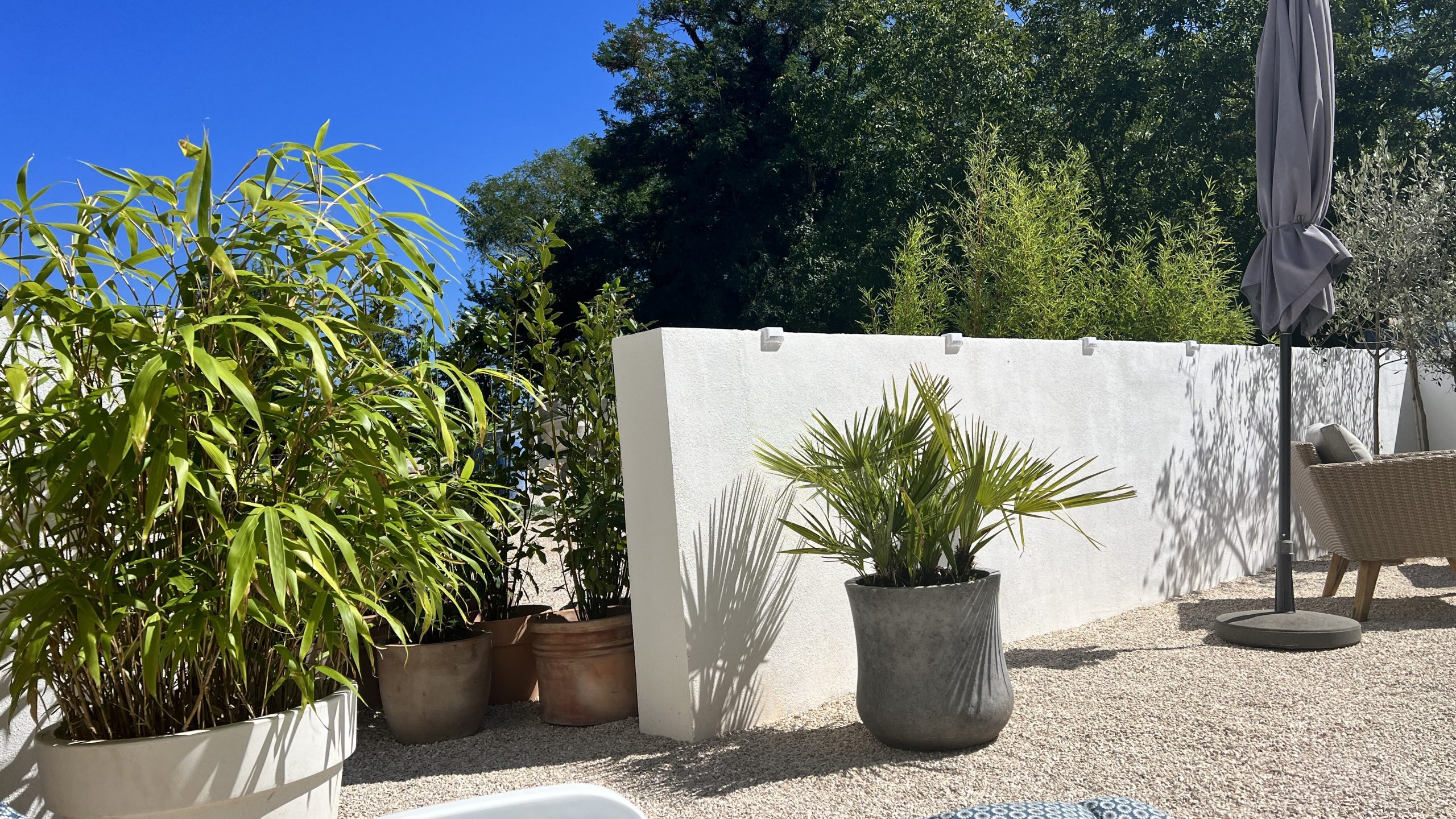 Tall, potted bamboos outside the garden wall, for additional coverage
