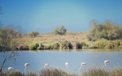 saintes-maries-de-la-mer : camargue : france