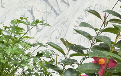 l’ancienne boulangerie : caunes-minervois : occitanie