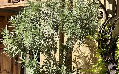 salon de provence : bouches-du-rhône : france