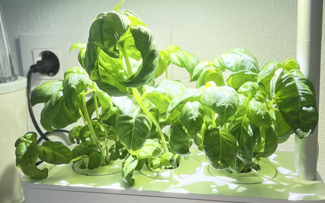 tested : click & grow hydroponic system